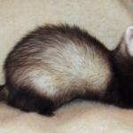 Unknown the Chaos Ferret