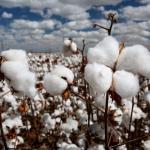 Cotton fields forever 