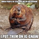 Rbeaver | WHEN PEOPLE BE STALKING ME ON INSTAGRAM; I PUT THEM ON IG-GNAW | image tagged in rbeaver,memes,funny,instagram,bad pun,cute animals | made w/ Imgflip meme maker