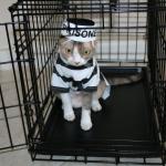 Prison Cat meme