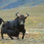 Angry Yak