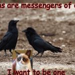 Crows/Ravens | Ravens are messengers of death; I want to be one | image tagged in crows/ravens | made w/ Imgflip meme maker