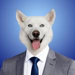 Business dog