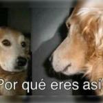 porque eres asi