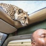 Cheetah Sunroof