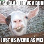 Smiling Goat | I'M SO GLAD I HAVE A BUDDY; JUST AS WEIRD AS ME! | image tagged in smiling goat | made w/ Imgflip meme maker