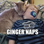 Gingersnap | GINGER NAPS | image tagged in ginger naps,cat meme,puns,buddies | made w/ Imgflip meme maker