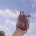 Cheering Hedgehog