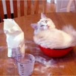 kitten flour meme