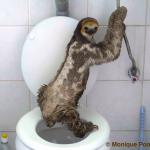 Sloth koil