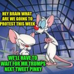 Pinky and the Brain | HEY BRAIN WHAT ARE WE GOING TO PROTEST THIS WEEK; WE'LL HAVE TO WAIT FOR MR TRUMPS NEXT TWEET PINKY | image tagged in pinky and the brain | made w/ Imgflip meme maker