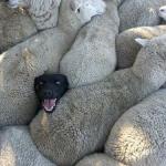 Flock of sheep  meme