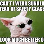 sunglasses cat | WHY CAN'T I WEAR SUNGLASSES INSTEAD OF SAFETY GLASSES? THEY LOOK MUCH BETTER ON ME! | image tagged in sunglasses cat | made w/ Imgflip meme maker