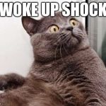 surprised fat cat | WOKE UP SHOCK | image tagged in surprised fat cat | made w/ Imgflip meme maker