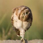 Cock-eyed Owl