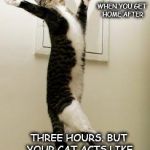 Happy Cat | WHEN YOU GET HOME AFTER; THREE HOURS. BUT YOUR CAT ACTS LIKE ITS BEEN THREE WEEKS | image tagged in happy cat | made w/ Imgflip meme maker