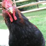 angry rooster