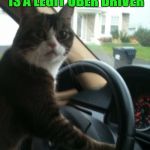 You're my driver??? | FOR SOME REASON I'M NOT QUITE SURE THIS IS A LEGIT UBER DRIVER | image tagged in jojo the driving cat,uber,i don't think so | made w/ Imgflip meme maker