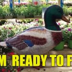 Getting the duck out  | I'M  READY TO FLY | image tagged in memes,good news everyone,breaking news | made w/ Imgflip meme maker