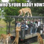 Lion cage people | WHO'S YOUR DADDY NOW? | image tagged in lion cage people | made w/ Imgflip meme maker