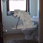 Dog On Toilet