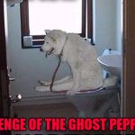 If you feel the burn on both ends, that means you're sparkly clean on the inside!!! | REVENGE OF THE GHOST PEPPERS | image tagged in dog on toilet,memes,ghost peppers,dogs,turkey squirts,funny | made w/ Imgflip meme maker