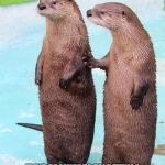 Otter Friends | FRIENDSHIP NEVER PROMISED TO NOT OFFEND, ARGUE,DISAGREE, DISAPPOINT, BREAK A HEART, OR SHED A TEAR. IT DID PROMISE TO TALK THINGS OUT, BE SLOW TO OFFENSE, WORK THROUGH DIFFERENCES, BE HUMBLE, LOOK BEYOND IMPERFECTION, AND ABOVE ALL, TO LOVE. | image tagged in otter friends | made w/ Imgflip meme maker