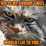 Sunday Smile, Manul Style | THIS IS MY SUNDAY SMILE ... WOULD I LIE TO YOU ? | image tagged in pissed off pallas's cat | made w/ Imgflip meme maker
