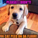 Puppy dog eyes | PLEASE! I DIDN'T! DA CAT PEED ON DA FLOOR! | image tagged in puppy dog eyes | made w/ Imgflip meme maker