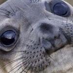 Confused seal
