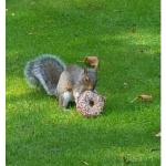 Squirrel eating donut