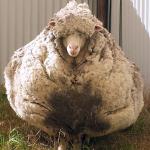 Wooly sheep meme