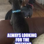 Waiting | ALWAYS LOOKING FOR THE 
 WEEKEND TO ARRIVE!! | image tagged in waiting,dogs,cute | made w/ Imgflip meme maker