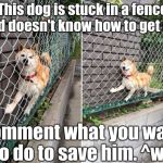 I'm back from 4 months in the dark! How's everyone while I was gone? =3 | This dog is stuck in a fence and doesn't know how to get out. Comment what you want to do to save him. ^w^ | image tagged in doge stuck on fence,funny,sellout,memes,doge | made w/ Imgflip meme maker
