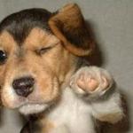 pointing dog