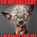 Let's git 'er done! | OK WEDNESDAY. I'M READY FOR YA! | image tagged in ugly dog 20 | made w/ Imgflip meme maker