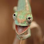 Happy lizard