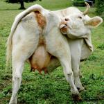 Cow ass