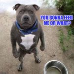 BAD DOG | YOU GONNA FEED ME OR WHAT? | image tagged in bad dog | made w/ Imgflip meme maker