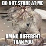 ugly cat bath | DO NOT STARE AT ME; AM NO DIFFERENT THAN YOU | image tagged in ugly cat bath | made w/ Imgflip meme maker
