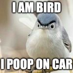 angry bird | I AM BIRD; I POOP ON CAR | image tagged in angry bird | made w/ Imgflip meme maker