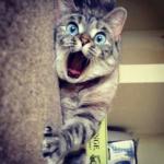 shocked kitty