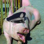Pig Police