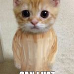 morocco cat | CAN I HAZ 4 WIFES NOW? | image tagged in morocco cat | made w/ Imgflip meme maker