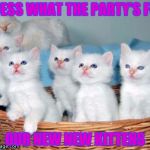 White Cute Kittens | GUESS WHAT THE PARTY'S FOR; OUR NEW NEW KITTENS | image tagged in white cute kittens | made w/ Imgflip meme maker
