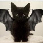 Black kitten bat meme