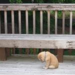 Cute Sad Puppy