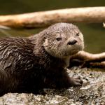 Grumpy Otter
