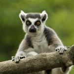Pointless Lemur