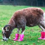 goat in pink boots